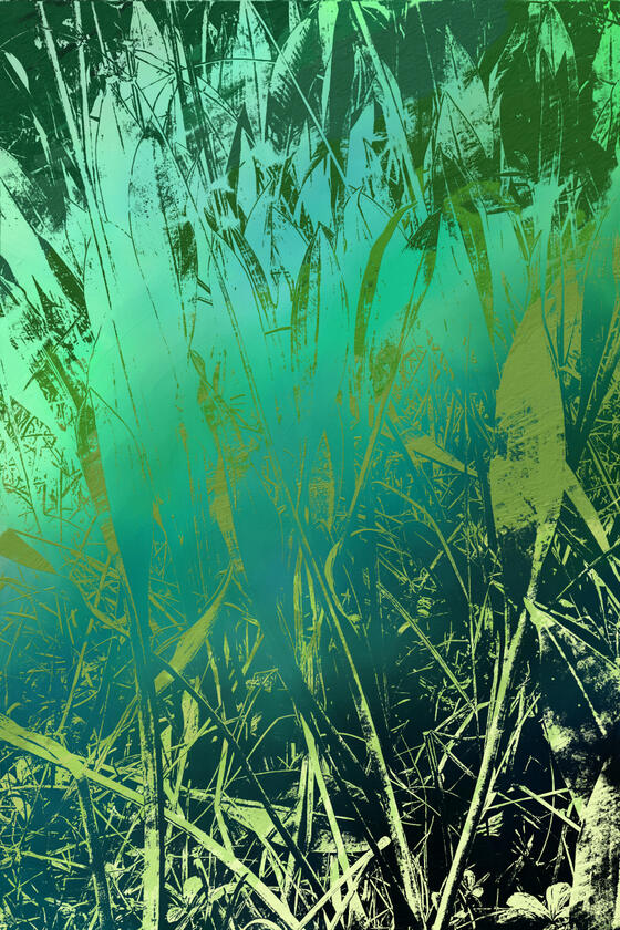 Sagittaria